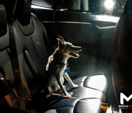 Foto: MK Mediaproducties Hond opgesloten in auto bij Ahoy, politie zocht eigenaar | Ahoyplein Rotterdam (1)